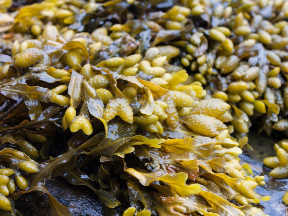 alghe per dimagrire